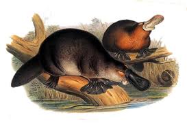 platypii